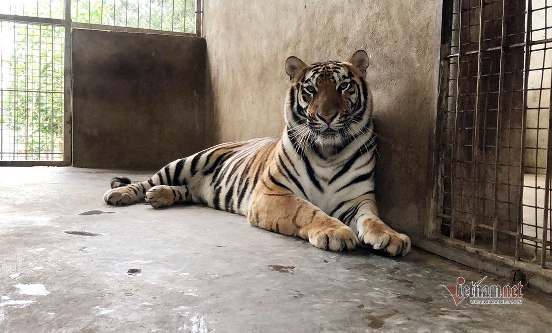 Một trong 8 con hổ được giải cứu đang sống khoẻ mạnh tại Khu du lịch sinh thái Mường Thanh Diễn Lâm