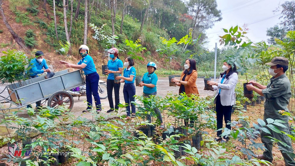 1.Cán bộ, hội viên phụ nữ Đô Lương vận chuyển cây giống từ vườn ươm tại xã Hòa Sơn đến các địa điểm trồng cây.