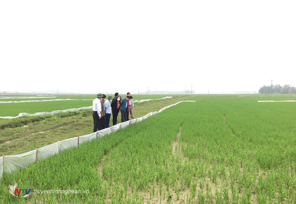 Cán bộ huyện và Trung tâm dịch vụ nông nghiệp Đô Lương kiểm tra lúa vụ xuân.