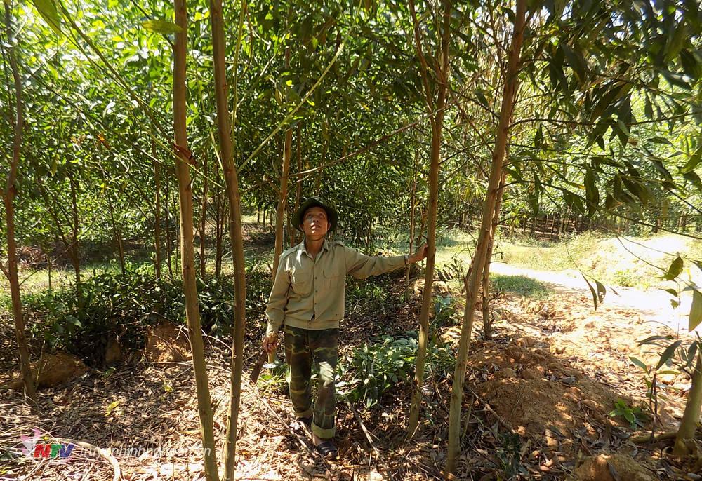 Nhiều diện tích rừng ở Quỳ Hợp được bàn giao người dân tiến hành trồng keo