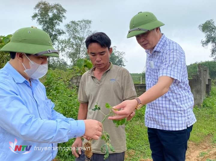 lãnh đạo UBND huyện cùng chi cục Bảo vệ thực vật đi kiểm tra tại gia đình anh Nhâm xã Thanh Ngọc.
