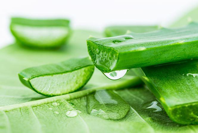 Cây lô hội Aloe vera: Bạn biết rằng lô hội tốt cho làn da của bạn, nhưng bạn cũng nên biết rằng nó có chứa các hợp chất được gọi là anthraquinon có tác dụng như thuốc nhuận tràng tự nhiên. Thêm một vài giọt gel lô hội vào nước uống của bạn hoặc dùng nước ép lô hội có thể chống được táo bón.