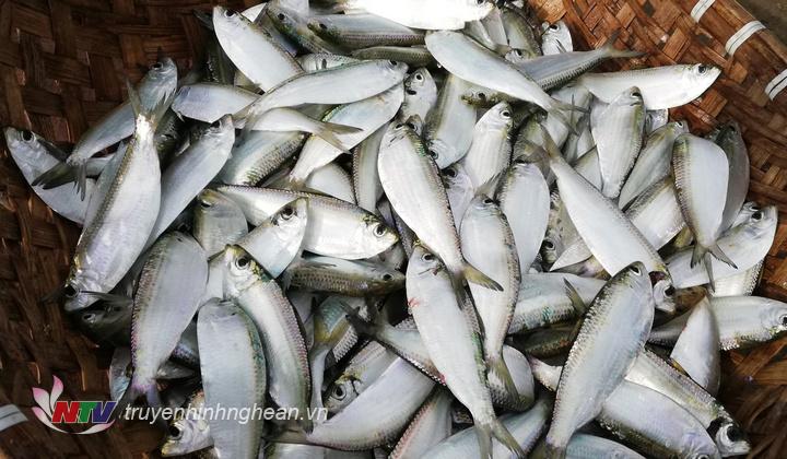 ​  Những ngày này, hơn 200 bè mảng các xã Diễn Thịnh, Diễn Kim, Diễn Hải của huyện Diễn Châu đều đạt sản lượng cao. Đối với bè khai thác cá trích đạt sản lượng trung bình 1 tạ còn sứa đạt 5 - 7 tạ/bè.  ​