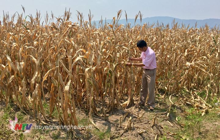 Diện tích cây trồng ở Đô Lương bị khô héo tăng lên 1.700ha.