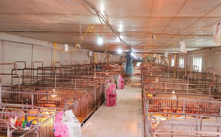 Trang trại nuôi lợn nái của ông Nguyễn Văn Thành ở xóm 13, xã Tân Thành, huyện Yên Thành.