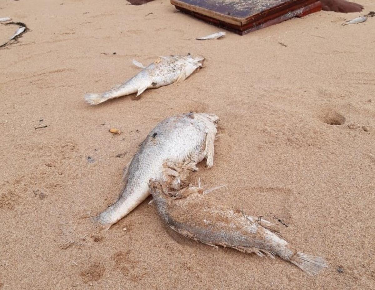 Hiện tượng cá chết nhiều dạt vào bãi biển khiến người dân lo lắng.