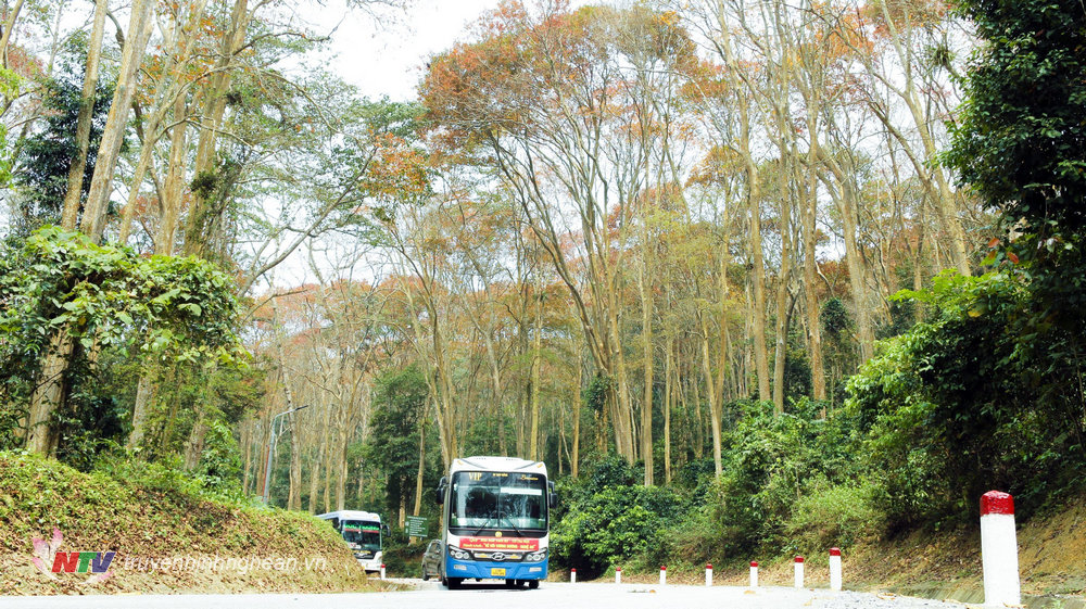 Điểm du lịch rừng săng lẻ tại bản Quang Thịnh xã Tam Đình.