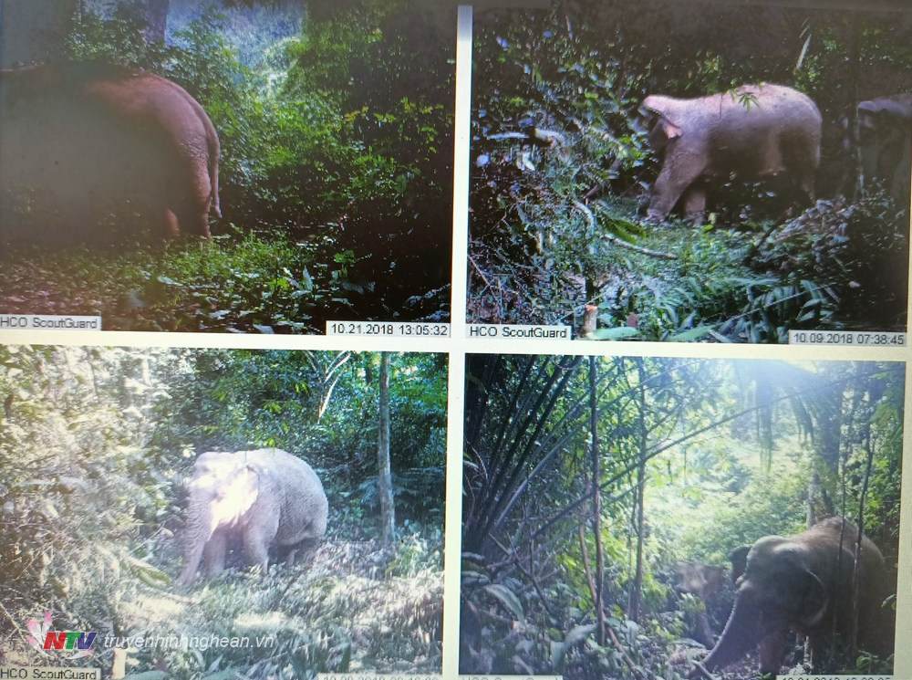 Hiện trạng một số cá thể voi được chụp tại Vườn quốc gia Pù Mát (Ảnh tư liệu)