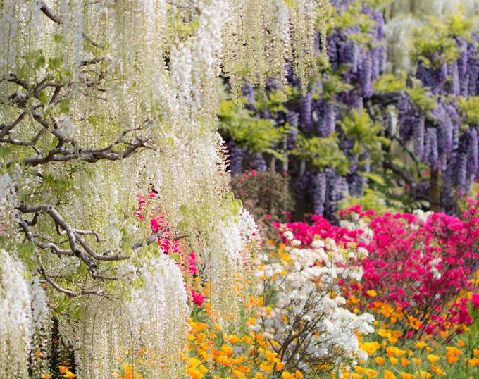 Các loài hoa khoe sắc trong hoa viên Ashikaga. Hoa viên này mở cửa đón du khách từ 7h đến 21h (khung giờ vào mùa hoa tử đằng nở rộ tới 12/5). Những ngày sau đó, nơi đây mở cửa đến 18h. Giá vé cho người lớn là 8-16 USD, còn vé trẻ em 4-8 USD.