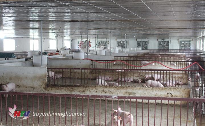 Mô hình chăn nuôi lợn ngoại theo Nghị quyết số 14 tại Quỳnh Lưu.