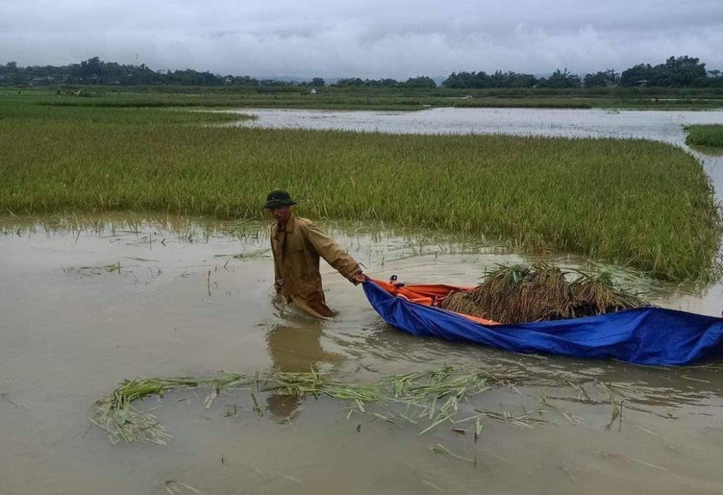 Người dân Phú Thọ cứu lúa bị ngập. Ảnh: Phú Thọ