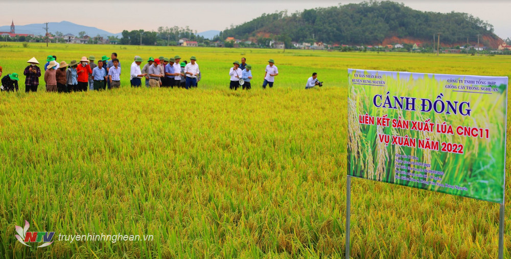 Mô hình cánh đồng liên kết sản xuất lúa CNC11, vụ xuân 2022 xã Hưng Yên Nam.