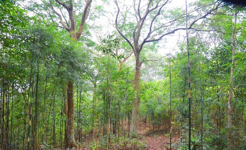 Triển khai kế hoạch trồng rừng theo mô hình kinh tế tuần hoàn ở Quế Phong