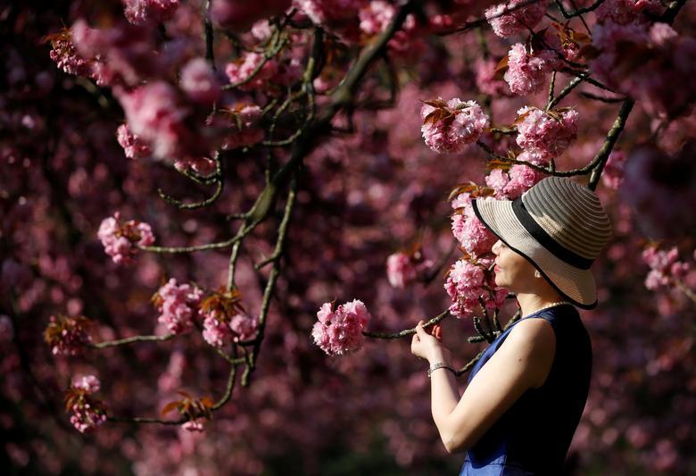 Du khách mê mẩn cảnh đẹp trong mùa hoa anh đào tại Nhật Bản. Ảnh: Reuters