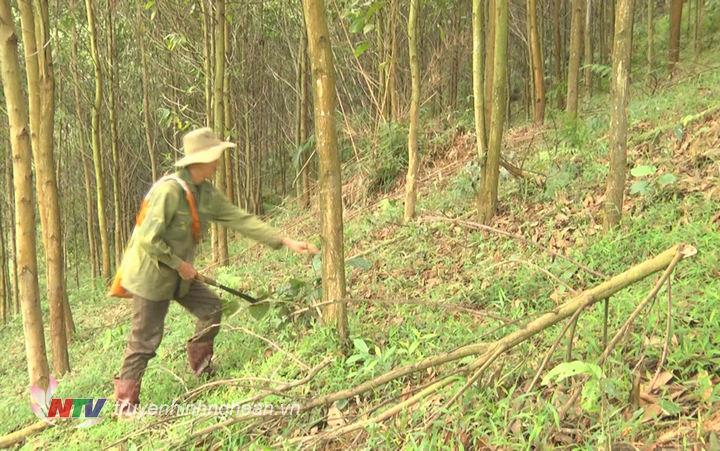 ông Lô Hồng Sơn – Bản Chà Coong xã tái định cư Thanh Sơn, huyện Thanh Chương mỗi ngày 2 lần vào thăm rừng phát sẻ đường băng cản lửa, thu gom thực bì..