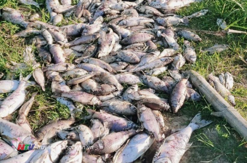Nửa tấn cá của một hộ dân bổng chết bất thường sau một đêm