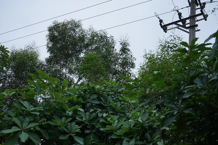Cây rừng vi phạm hành lang lưới điện cao thế ở xã Yên Hợp, Quỳ Hợp. Nguồn: Báo 