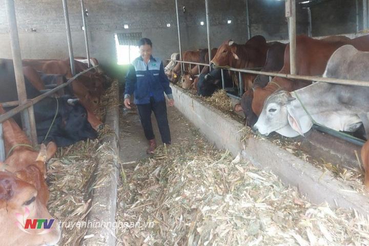 Nông dân Thanh Chương nuôi bò 3B đem lại thu nhập cao.