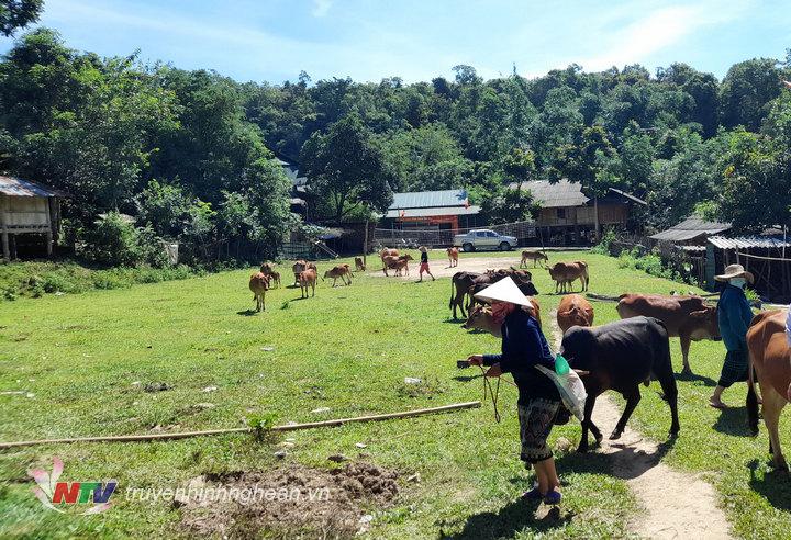 Tổng đàn trâu, bò huyện vùng cao Kỳ Sơn hiện có hơn 50.000 con
