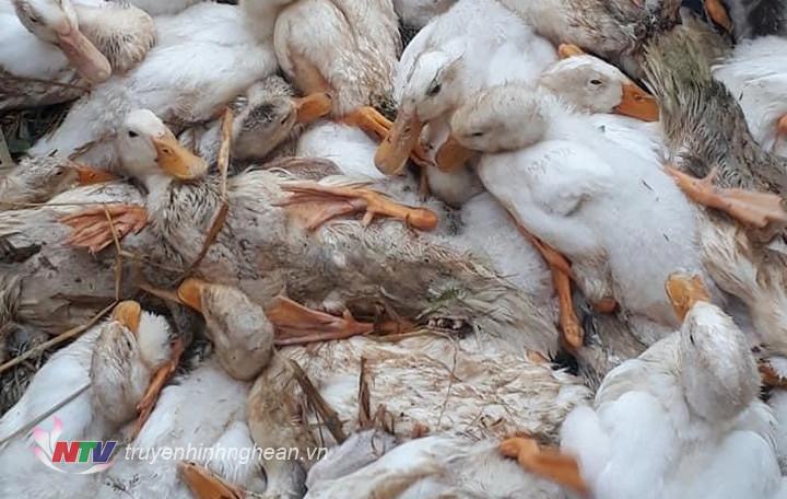 Hàng trăm con vịt ở Hưng Nguyên bị chết do nắng nóng.