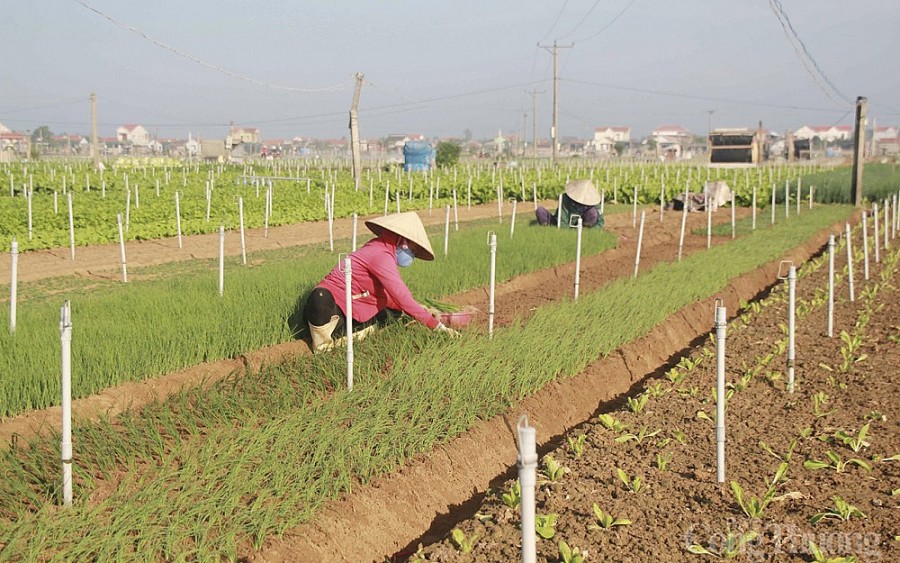 Thời điểm này, hàng chục héc ta trồng hành lá và rau gia vị tại vựa rau Quỳnh Lưu (Nghệ An) đang vào vụ thu hoạch.