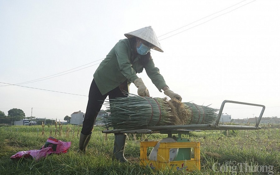 Hành lá Quỳnh Lưu sau khi thu hoạch được thương lái thu mua ngay tại ruộng.