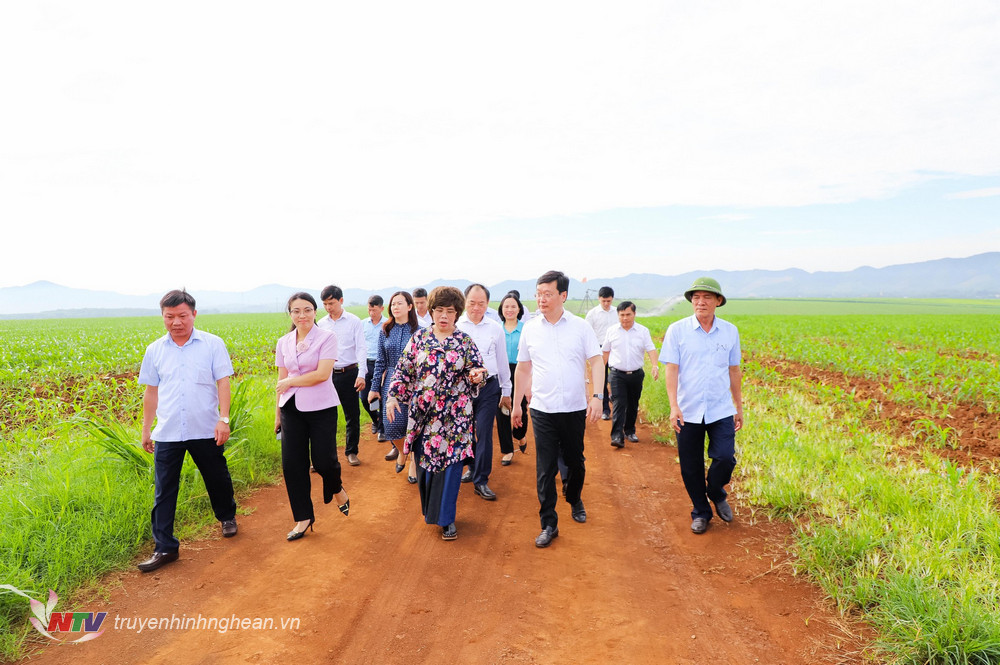 Chủ tịch UBND tỉnh Nguyễn Đức Trung thăm mô hình sản xuất nông nghiệp công nghệ cao trên địa bàn huyện Nghĩa Đàn. 
