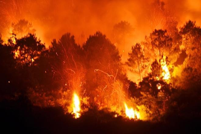 Thủ tướng yêu cầu không để lặp lại cháy rừng trên diện rộng như năm 2019.