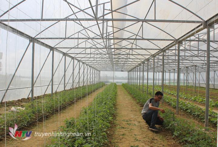 Mô hình rau nhà kính được đưa ứng dụng trong sản xuất nông nghiệp.