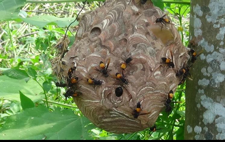 Hãy khám phá hình ảnh về các ong vò vẽ một cách tích cực, những chú ong này làm việc chăm chỉ để làm cho thế giới này trở nên tươi đẹp hơn. Đồng thời, hãy cảnh giác với những nguy hiểm mà chúng có thể gây ra và học cách phòng ngừa để tránh tổn thương cho chính mình và cho chúng.