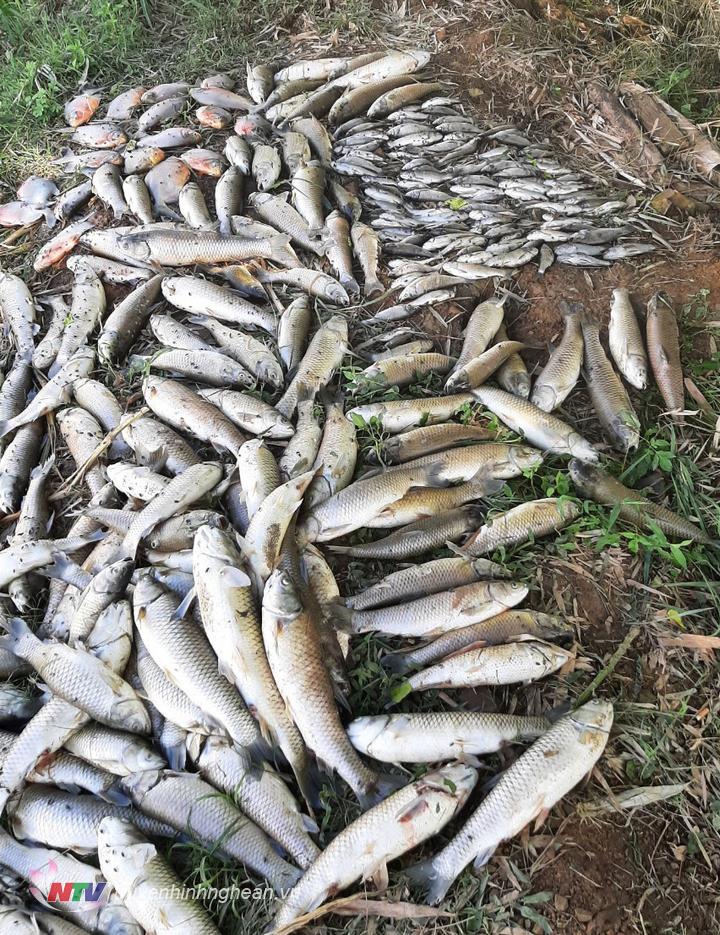 Khoảng 350kg cá trong ao chết bất thường.