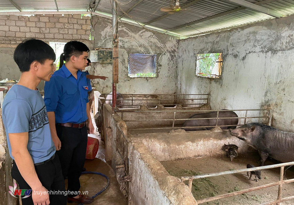 Đoàn viên thanh niên xã tham quan mô hình nuôi lợn Mán của anh Nguyễn Quốc Ngôn.