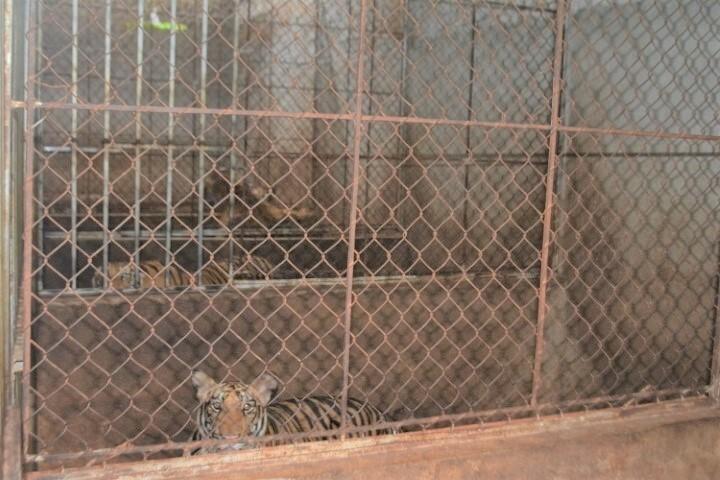 Những con hổ Đông Dương bị nuôi nhốt trái phép trong hầm kín nhà dân ở xã Đô Thành, huyện Yên Thành (Nghệ An).