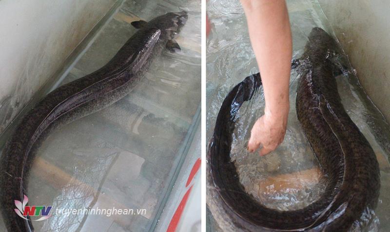 Người dân bắt được 2 con cá lệch “khủng” nặng gần 30kg trên sông Lam