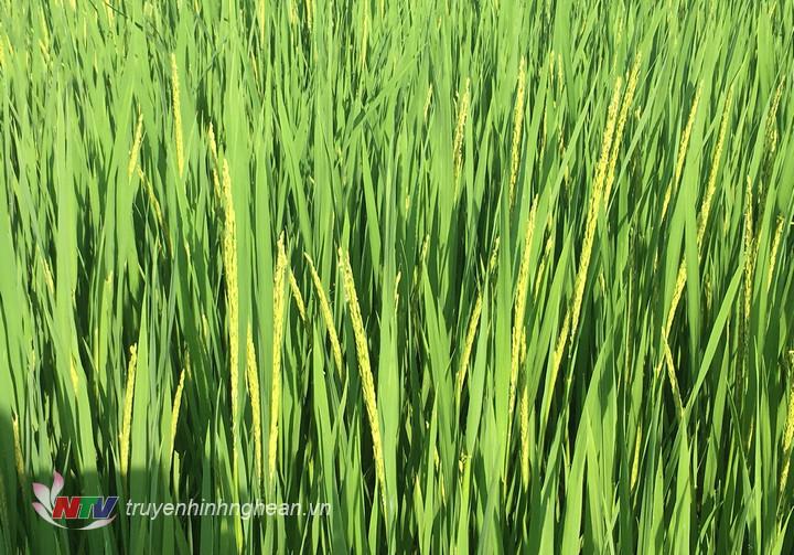 1.	Lúa hè thu ở Đô Lương đã bắt đầu trổ với tỷ lệ 1/3 ruộng lúa