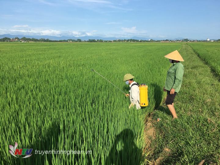 2.	Nông dân Đô Lương ra đồng phun thuốc phòng trừ sâu bệnh hại lúa
