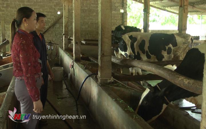 Đồng bào công giáo Nghĩa An phát triển kinh tế từ chăn nuôi bò sữa.