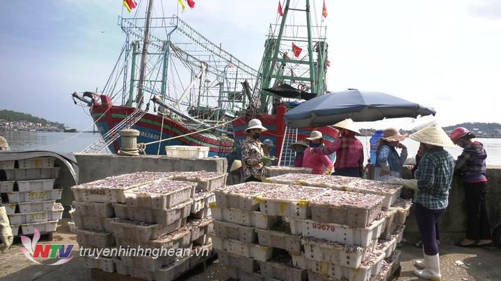 Cá cơm đầu vụ rớt giá, ngư dân Hoàng Mai gặp khó