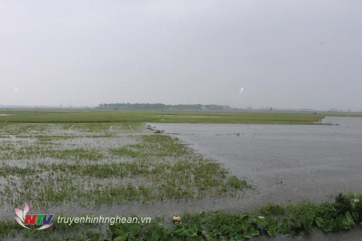 Nhiều diện tích lúa của xã Hưng Thông ngập trong nước