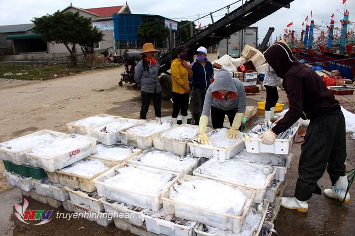 Tàu về bến, thương lái tập trung thu mua cá hố trên tàu cá NA900000 TS của ngư dân xã Quỳnh Long. 