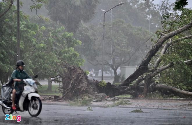 Nhiều cây cổ thụ bị bật gốc do gió giật mạnh tại Huế.