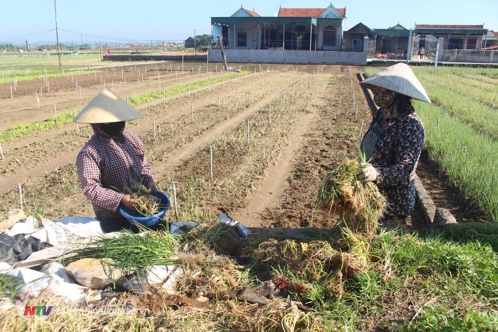 Nghệ An: gần 4.000 ha rau màu thiệt hại sau mưa