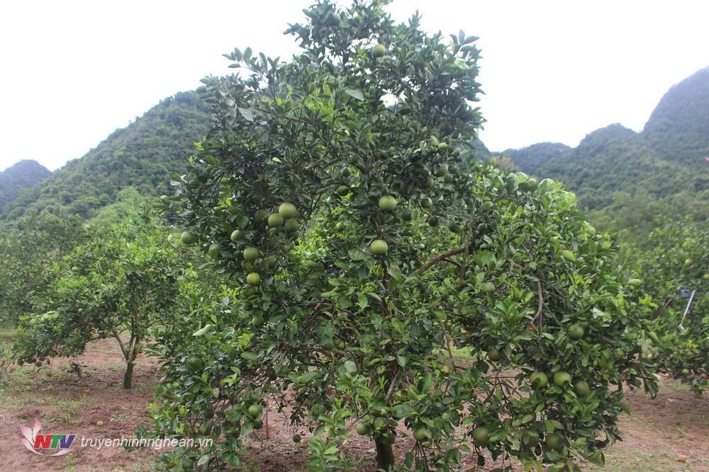 Cam là một trong những cây trồng chủ lực của huyện Con Cuông.