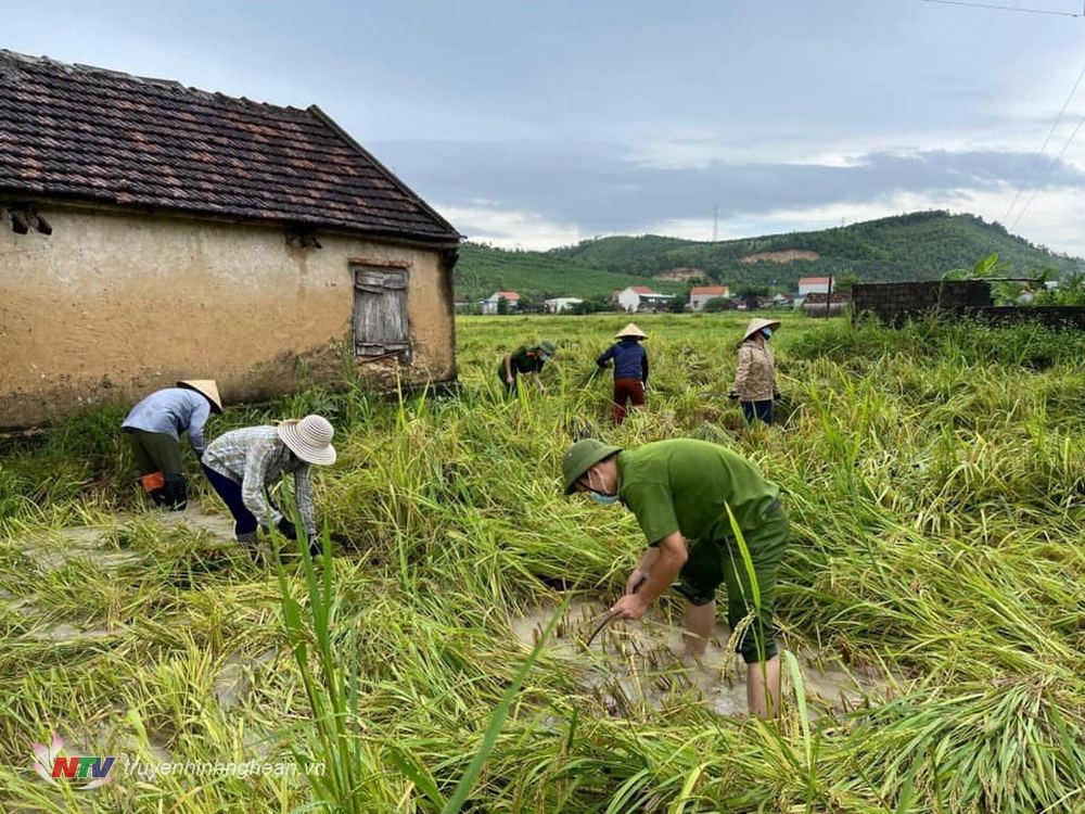 Cán bộ, chiến sĩ công an xã Quỳnh Lâm, huyện Quỳnh Lưu lội ruộng gặt lúa giúp dân