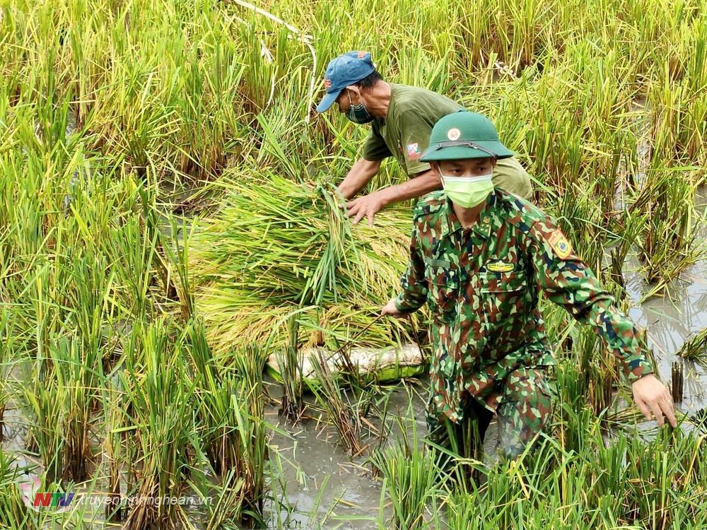 Lúa gặt xong được thu gom tập kết và vận chuyển về các gia đình