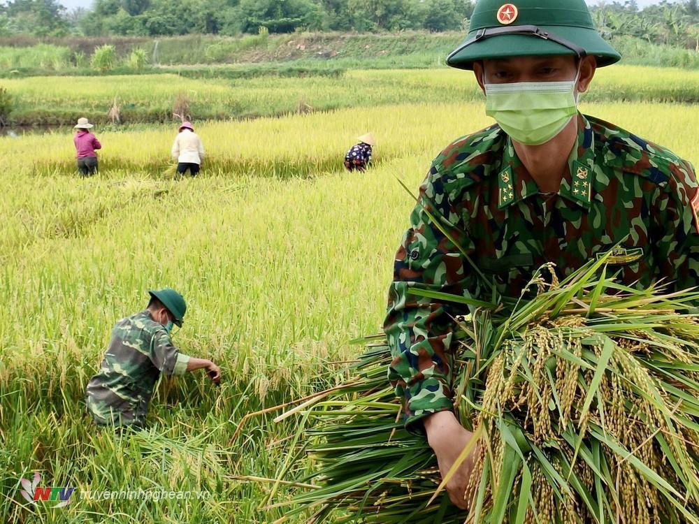 Lúa gặt xong được thu gom tập kết và vận chuyển về các gia đình