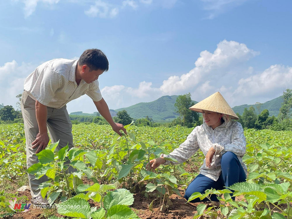 Trồng cây Gai xanh: Hướng đi mới của nông dân Nghĩa Đàn