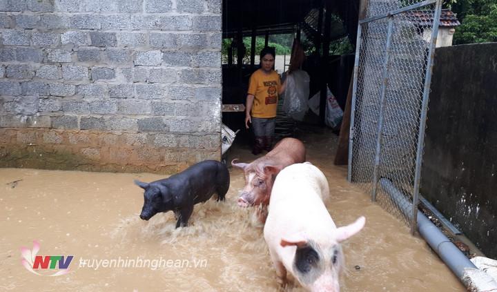 Người dân thôn Vĩnh Hoàn di chuyển gia súc đến nơi an toàn tránh ngập.