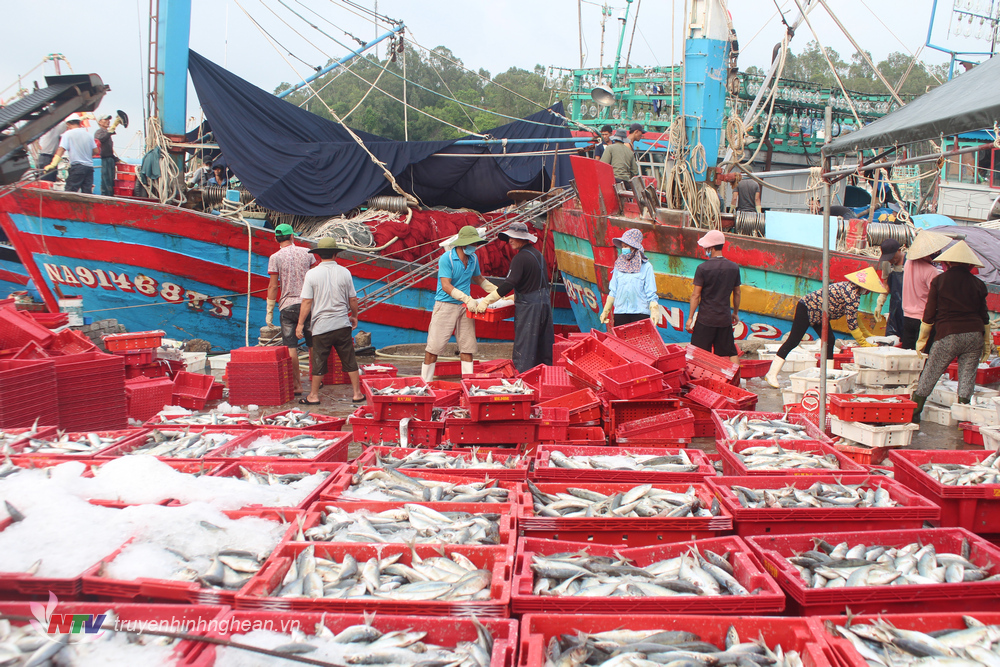 Tàu cá ngư dân Quỳnh Lưu về bờ tránh áp thấp mang về hàng trăm tấn hải sản.