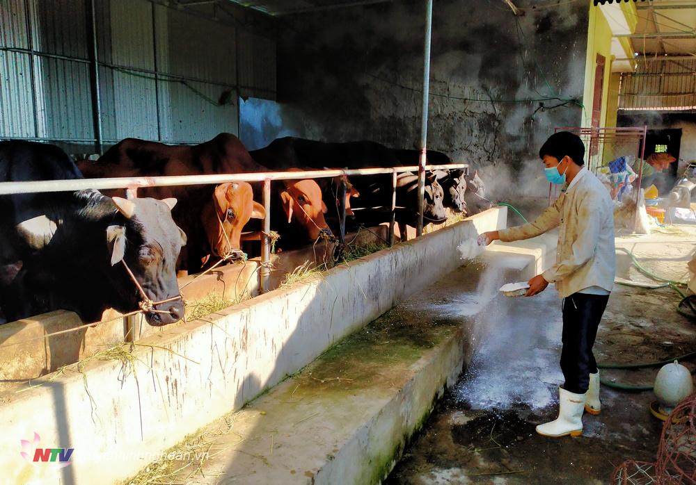 gười chăn nuôi ở huyện Quỳnh Lưu thường xuyên rắc vôi bột khử khuẩn môi trường chăn nuôi sau mưa lũ